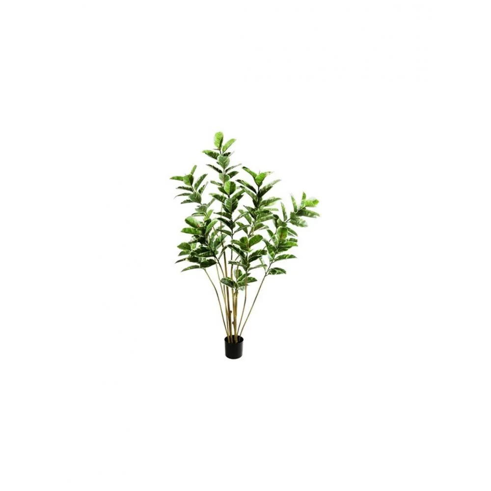 Φωτογραφία προϊόντος: Plastona Φίκος elastica σε κασπώ 75x180cm