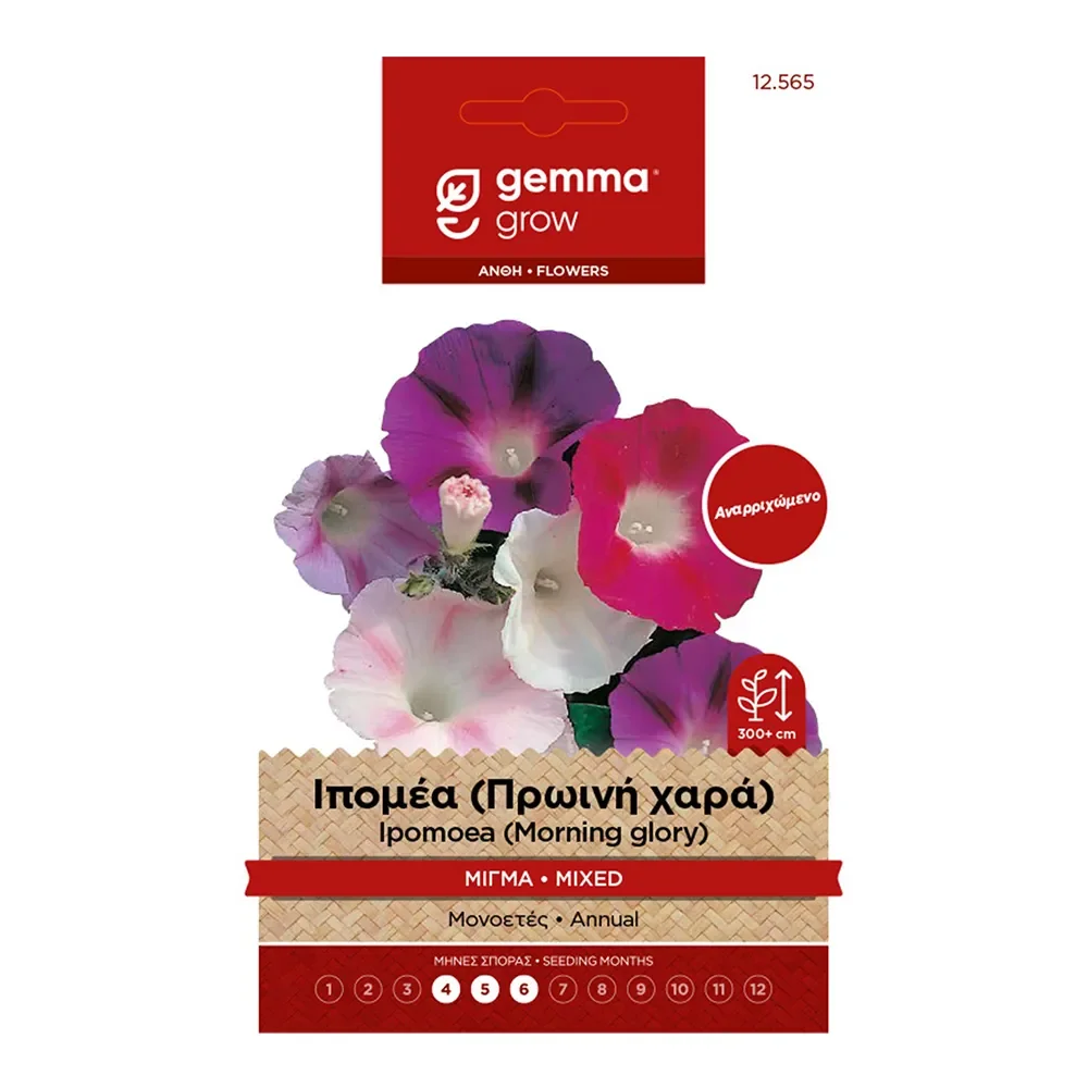 Φωτογραφία προϊόντος: Gemma Σπόροι Ιπομέα (Πρωινή Χαρά) - 12565