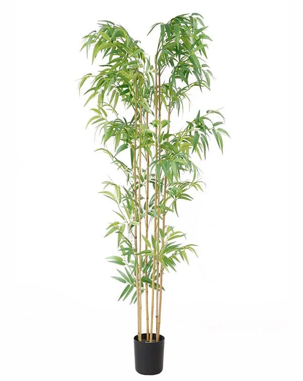 Φωτογραφία προϊόντος: ΟΕΜ BAMBOO NP5801_180_22_UV ΥΨΟΣ 180cm |
