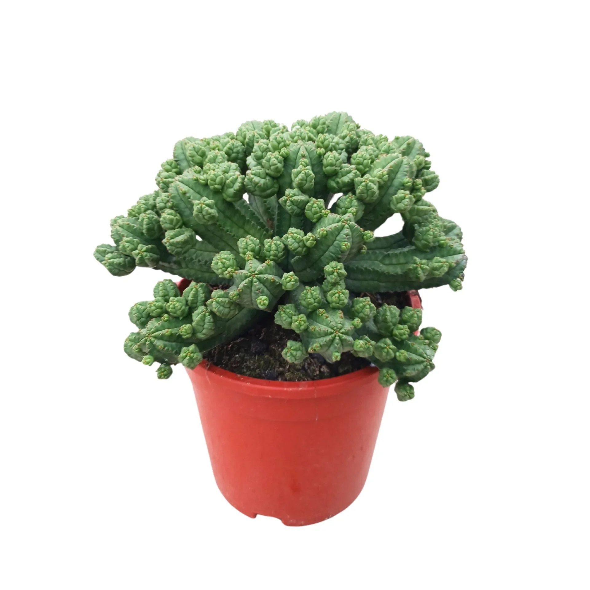 Φωτογραφία προϊόντος: "Εφόρβια" Euphorbia Tubiglans