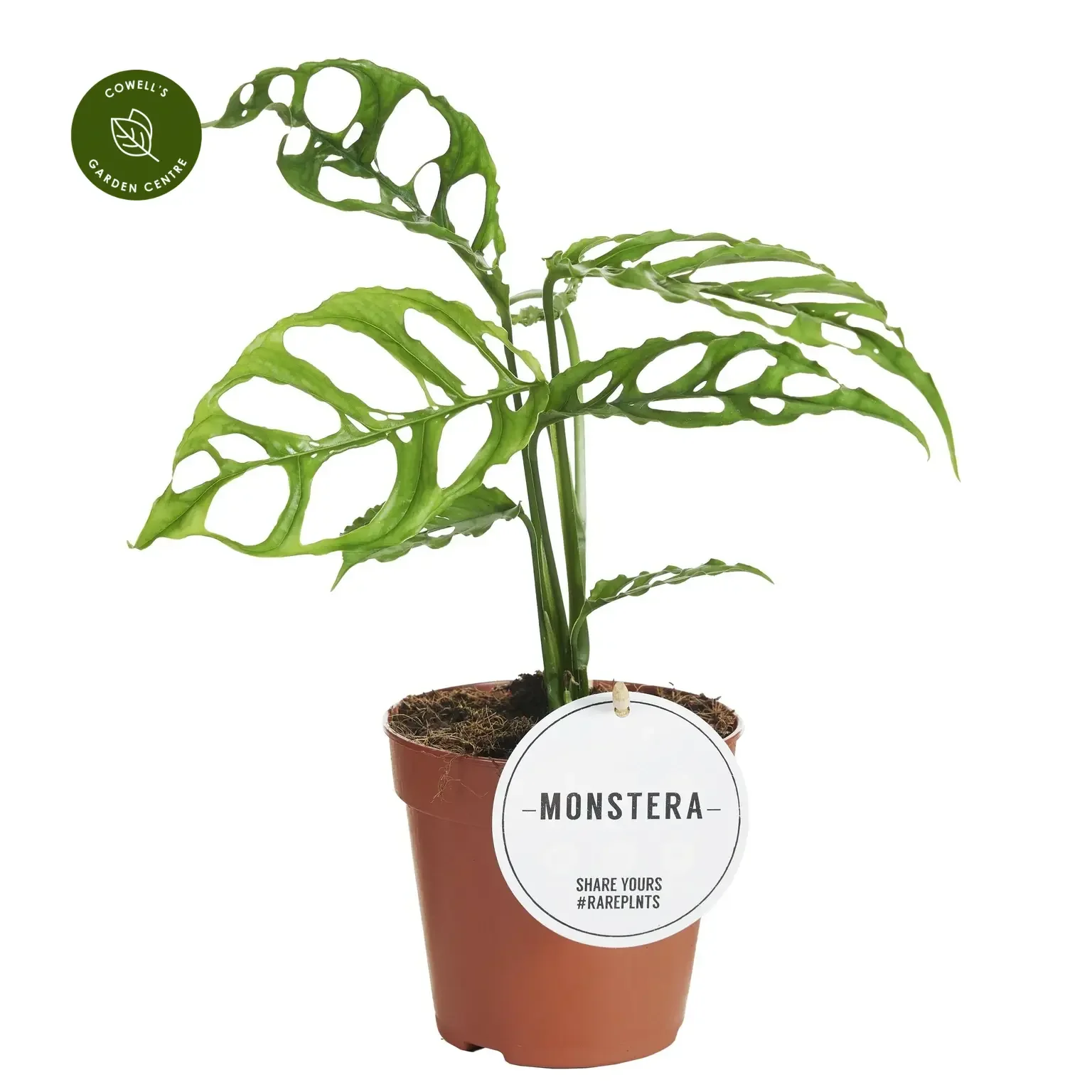 Φωτογραφία προϊόντος: "Μονστέρα" Monstera Oblique Peru XL