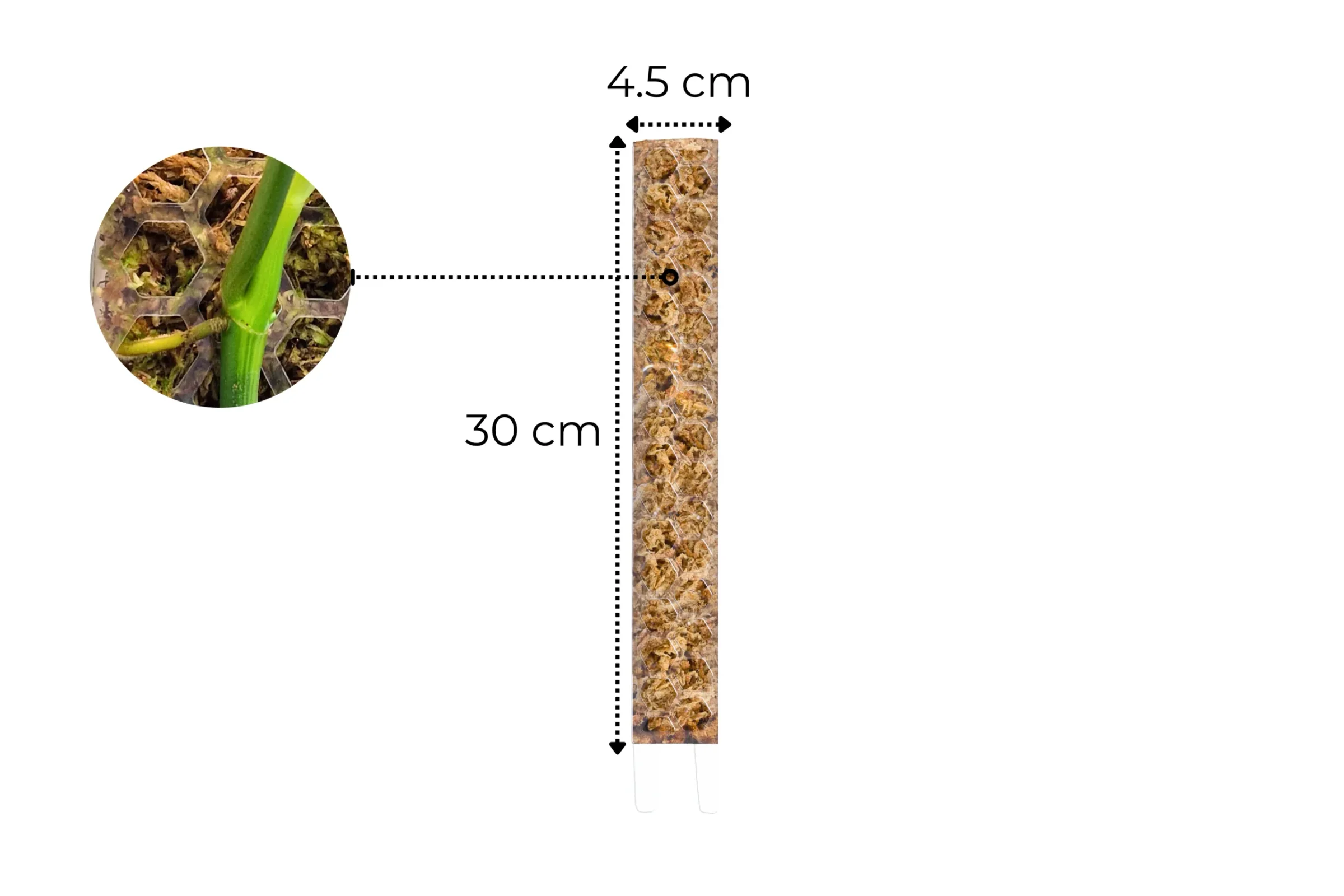 Φωτογραφία προϊόντος: Moss Pole Crystal Clear Small 30cm x 4,5cm