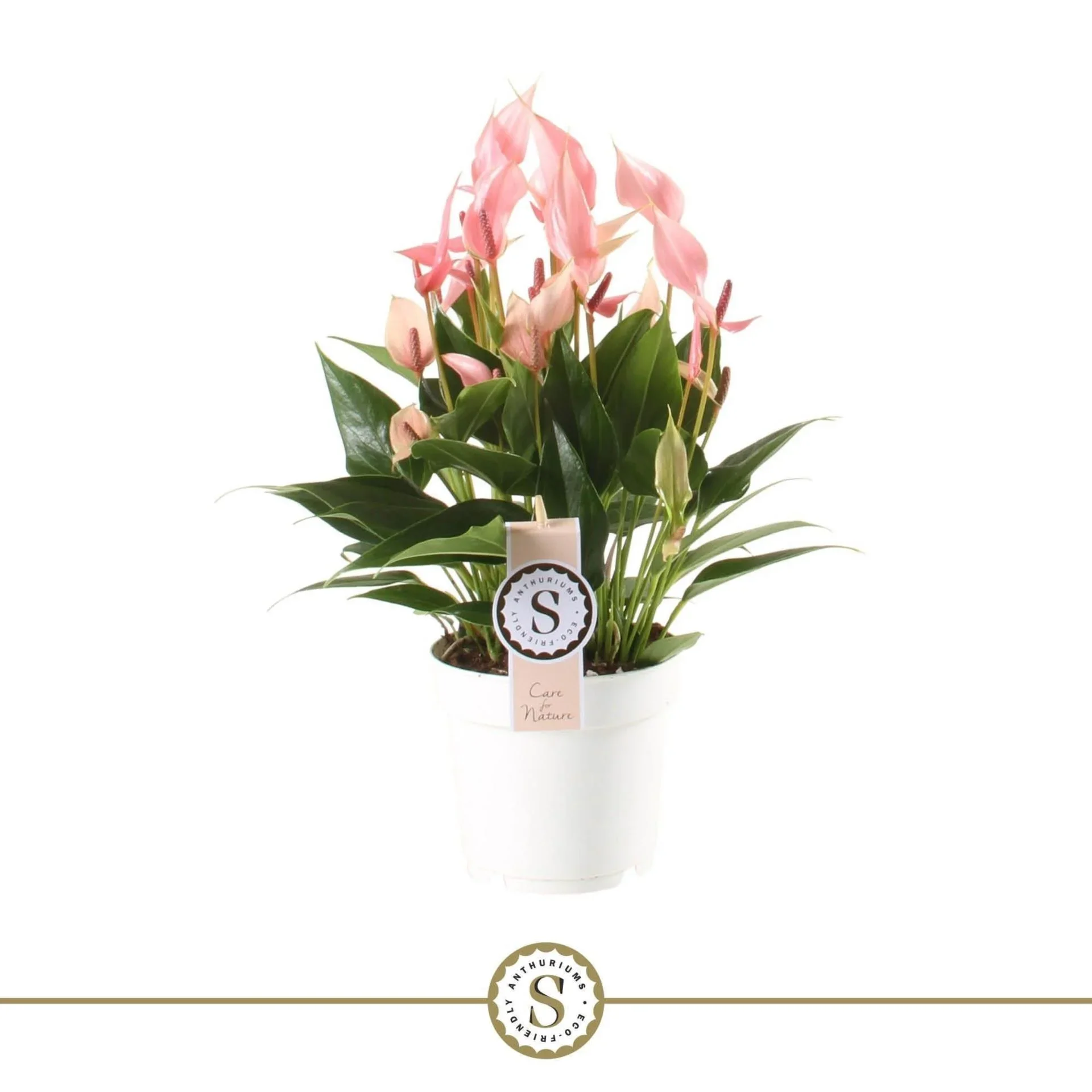 Φωτογραφία προϊόντος: "Ανθούριο" Anthurium an. Lilli Pink Flamingo Premium