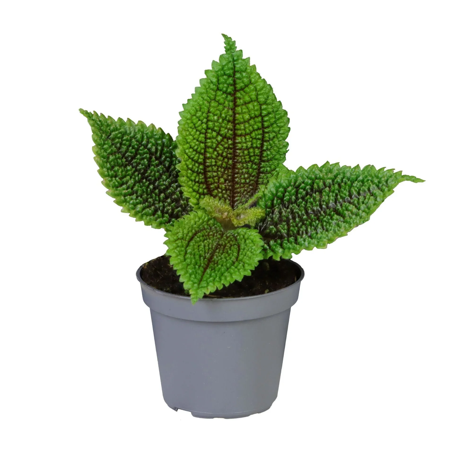Φωτογραφία προϊόντος: "Πιλέα" Pilea Moon Valley
