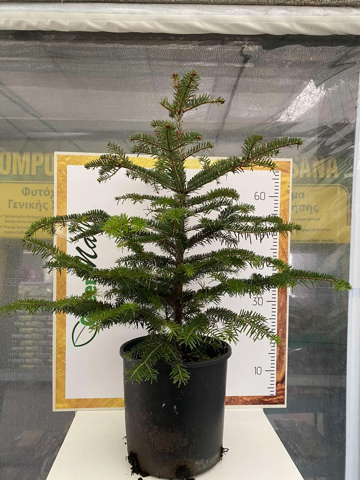 Φωτογραφία προϊόντος: "Έλατο" Abies Nordmanniana