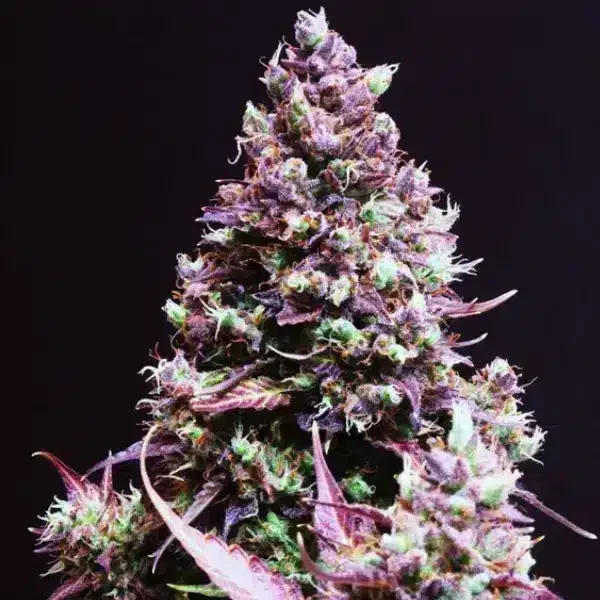 Φωτογραφία προϊόντος: Cream Caramel Auto (Sweet Seeds)