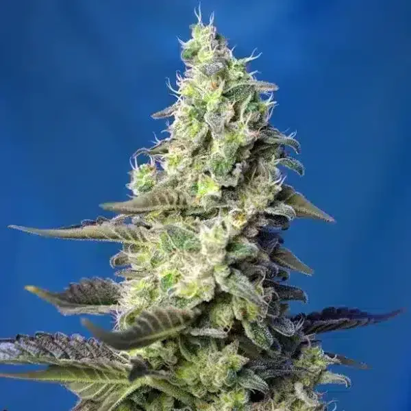 Φωτογραφία προϊόντος: Green Poison XL Auto (Sweet Seeds)