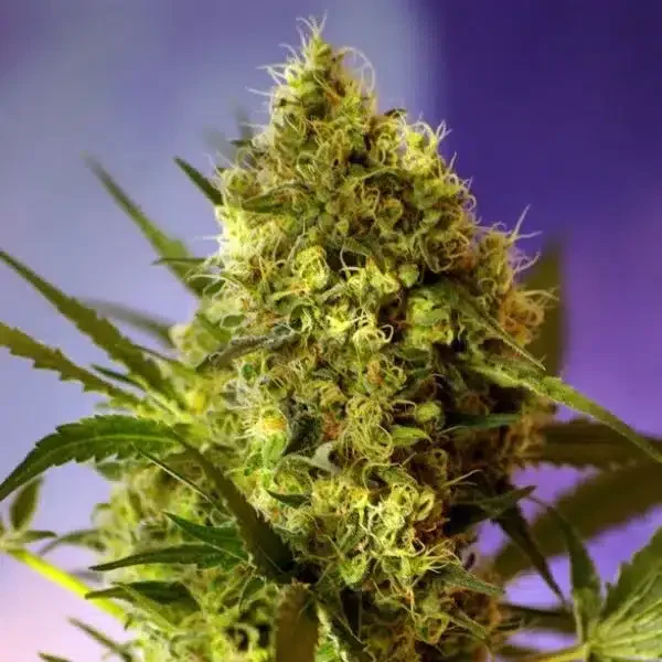 Φωτογραφία προϊόντος: Big Devil #2 Auto (Sweet seeds)