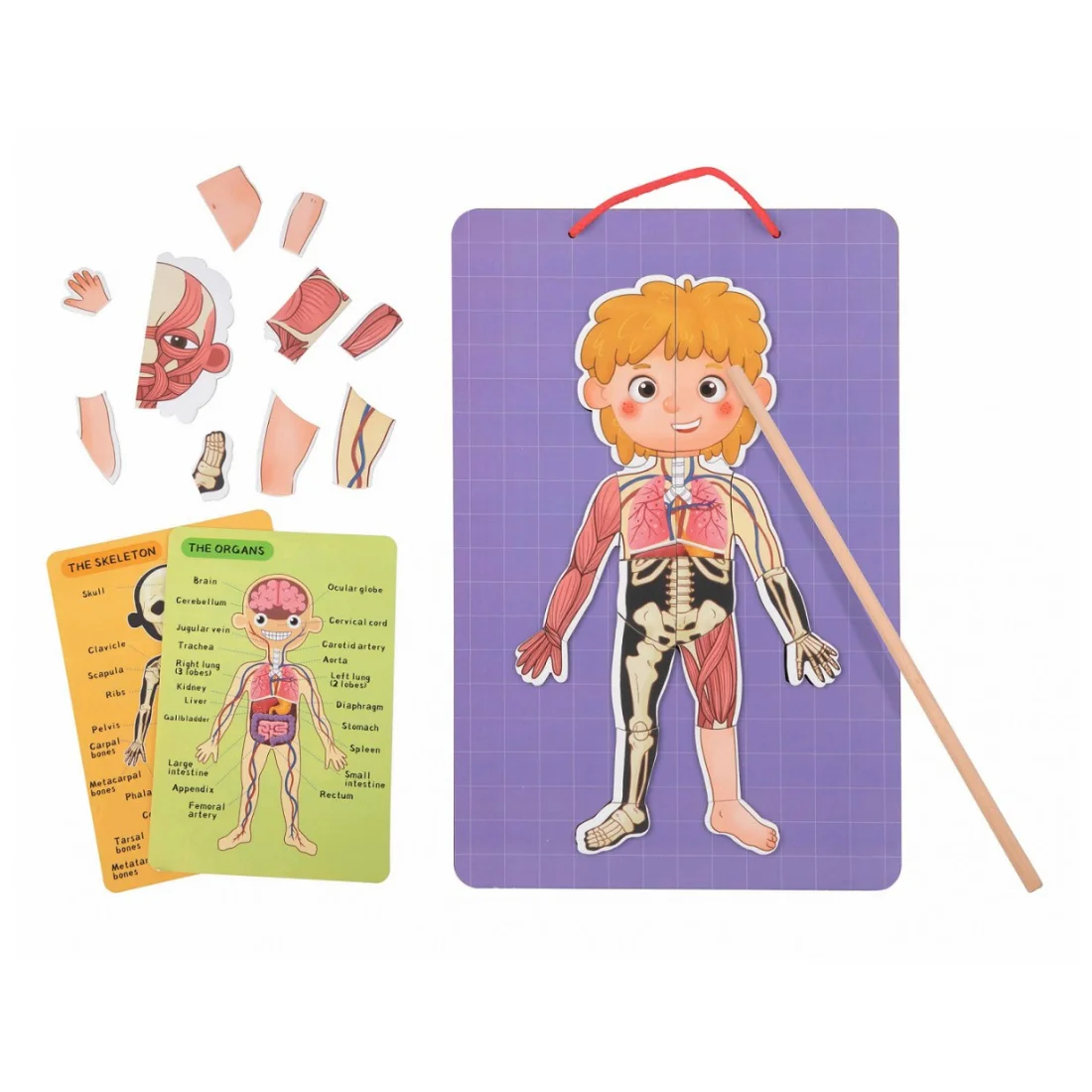 Φωτογραφία προϊόντος: Tooky Toy Ξύλινος Μαγνητικός Πίνακας Μαθαίνω το Σώμα μου