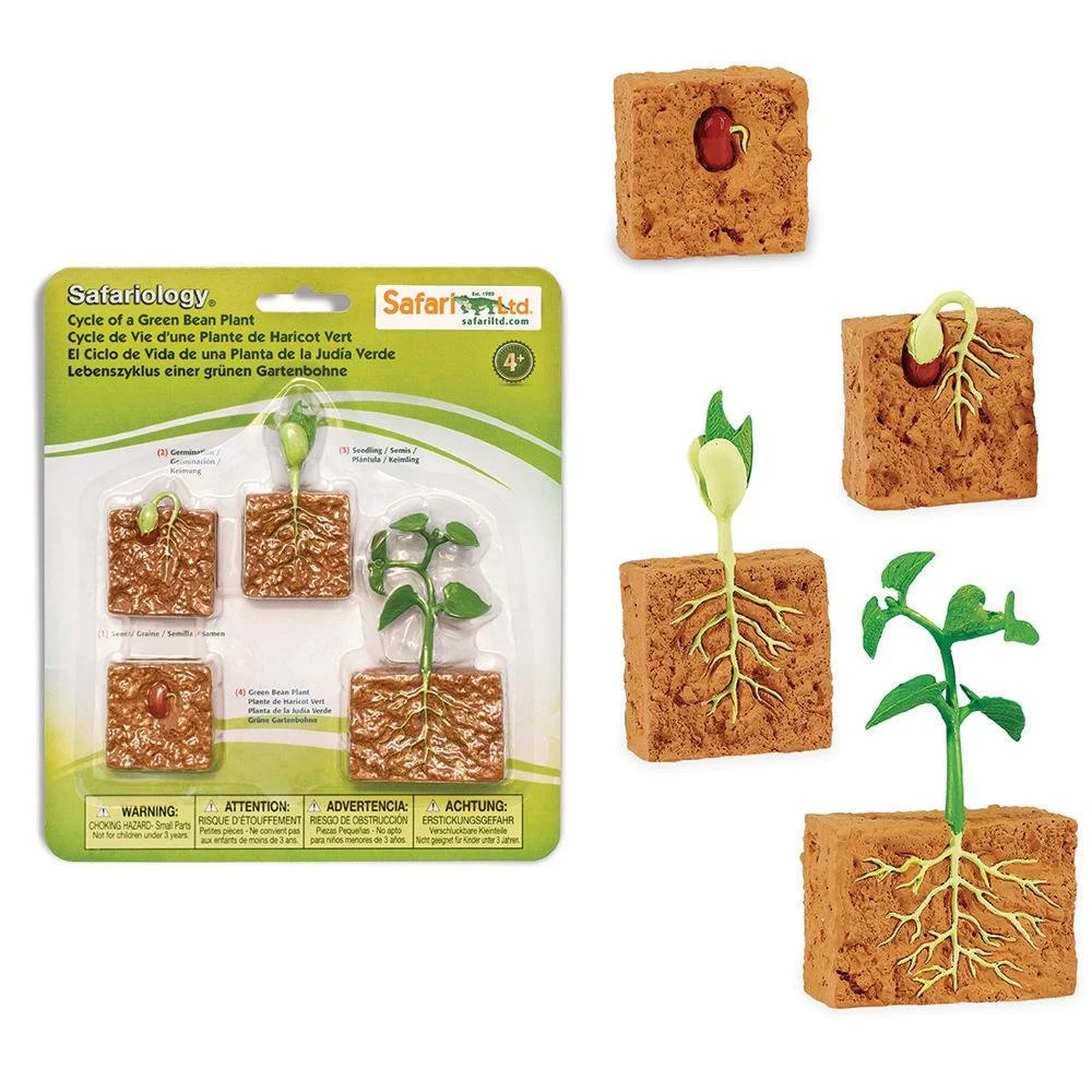 Φωτογραφία προϊόντος: Safari - Μινιατούρες Safari - Life Cycle of a Green Bean Plant - Κύκλος Ζωής της Φασολιάς