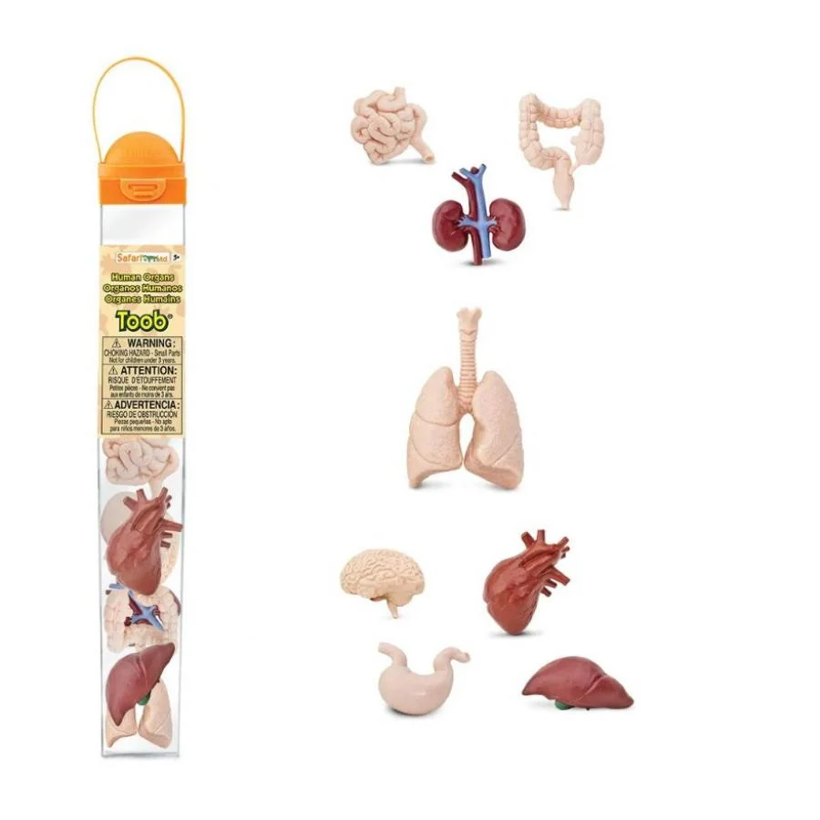 Φωτογραφία προϊόντος: Safari Toobs - Μινιατούρες Safari - Human Organs - Ανθρώπινα Όργανα