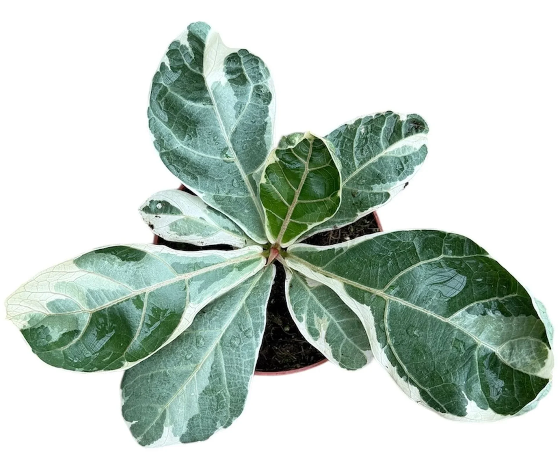 Φωτογραφία προϊόντος: "Φίκος" Ficus Lyrata Variegata