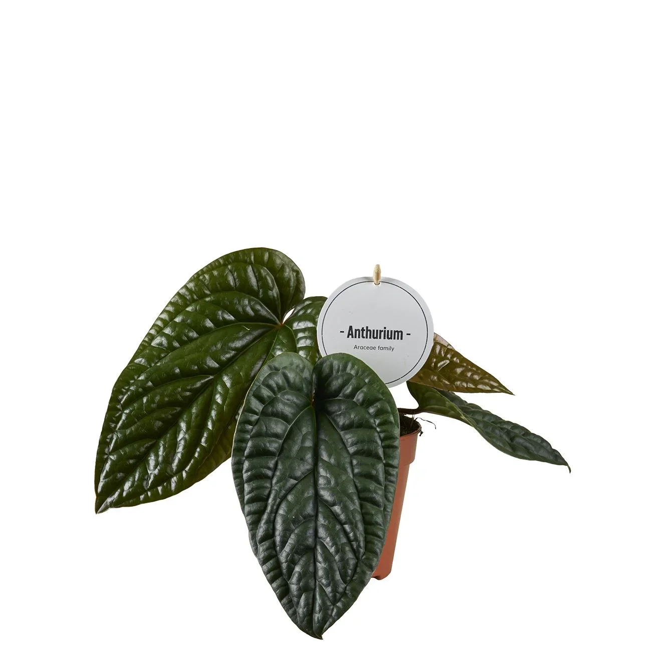 Φωτογραφία προϊόντος: "Ανθούριο" Anthurium Luxurians x Radicans