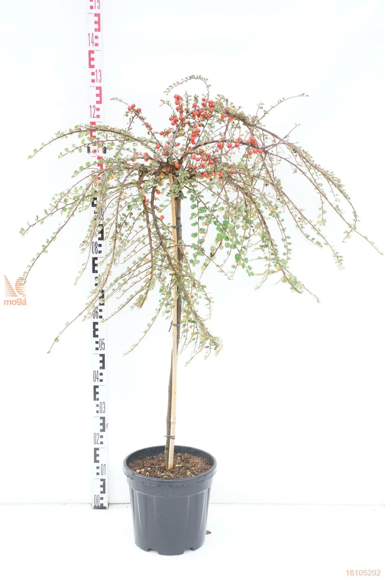 Φωτογραφία προϊόντος: "Κυδωνίαστρο" Cotoneaster Nanshan Boer Stem Premium