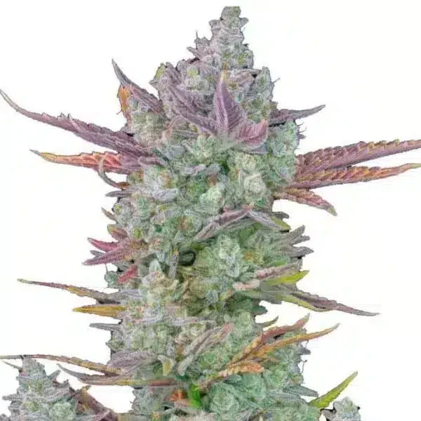 Φωτογραφία προϊόντος: 420 Fast Buds Gorilla Cookies Auto (Fast Buds)
