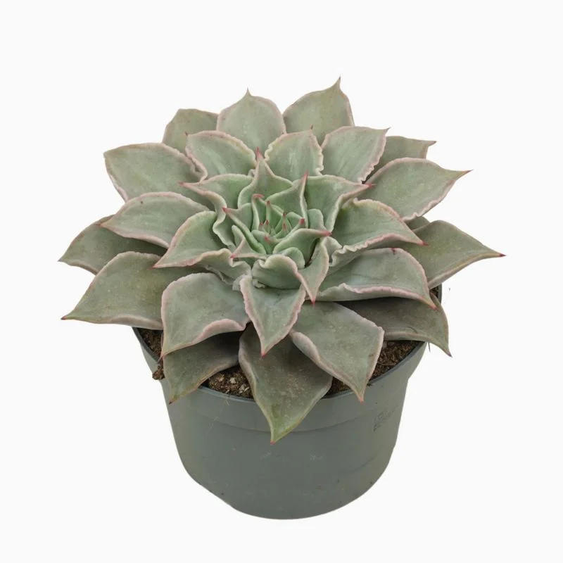 Φωτογραφία προϊόντος: OEM Echeveria Maradiba