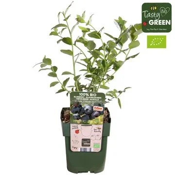Φωτογραφία προϊόντος: "Μύρτιλο Blueberry" Vaccinium Corymbosum Blue Roma