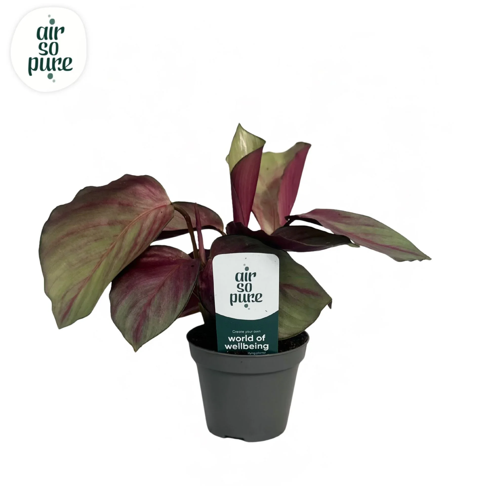 Φωτογραφία προϊόντος: "Καλαθέα" Calathea Silver Plate