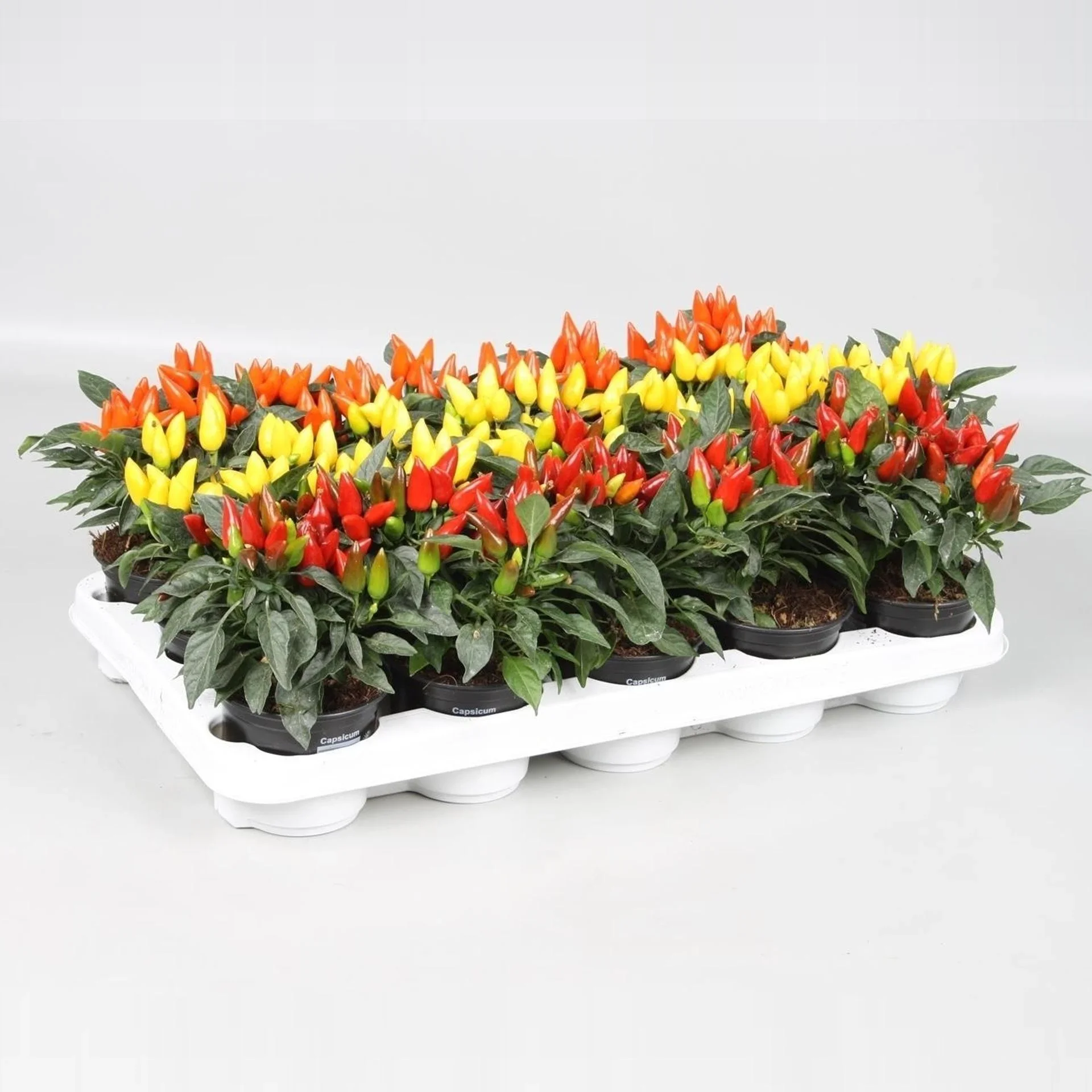 Φωτογραφία προϊόντος: "Πιπεράκι" Capsicum Annuum Salsa mixed