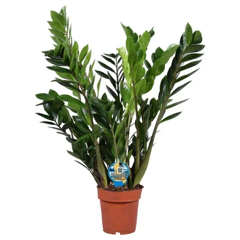 Φωτογραφία προϊόντος: "Ζάμια" Zamioculcas Zamiifolia 10+XXXL