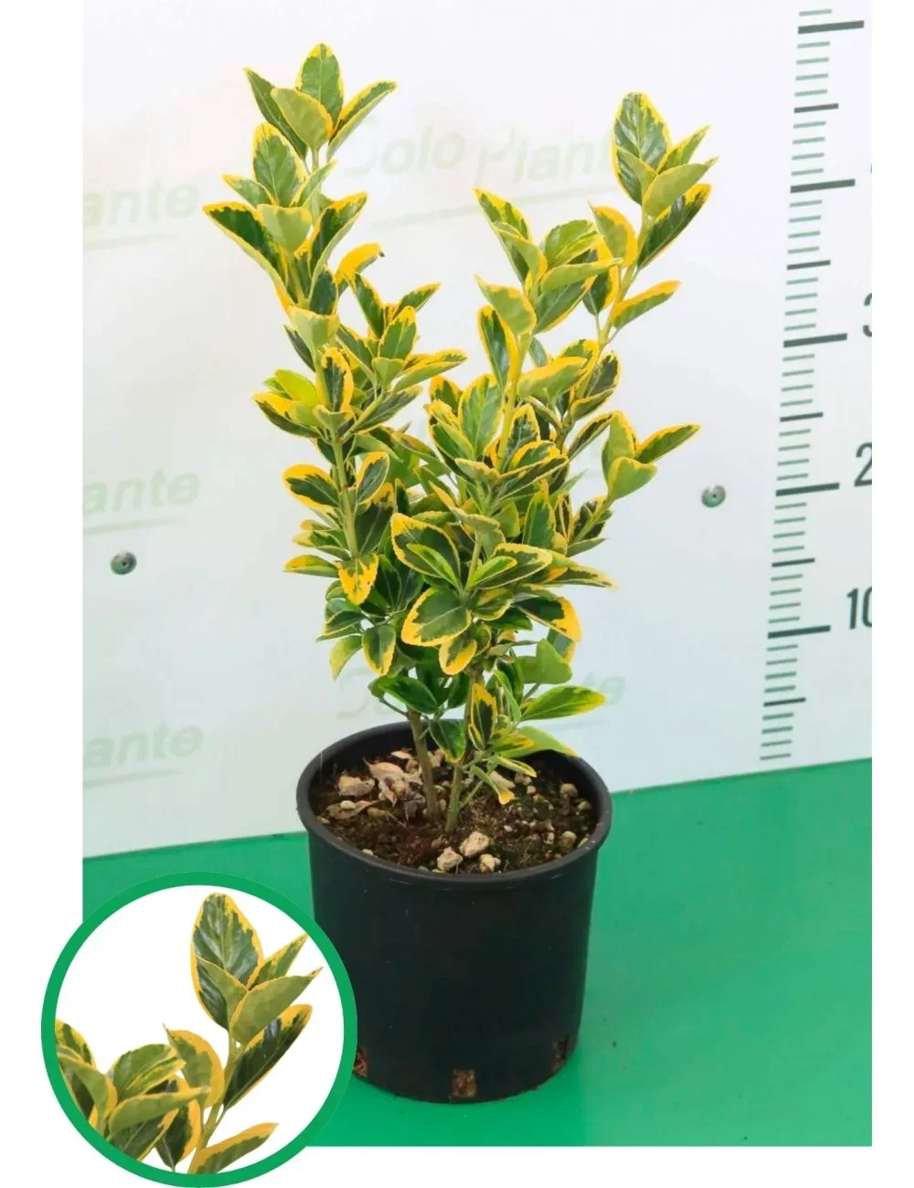 Φωτογραφία προϊόντος: "Ευώνυμο" Euonymus Japonicus Elegantissimus