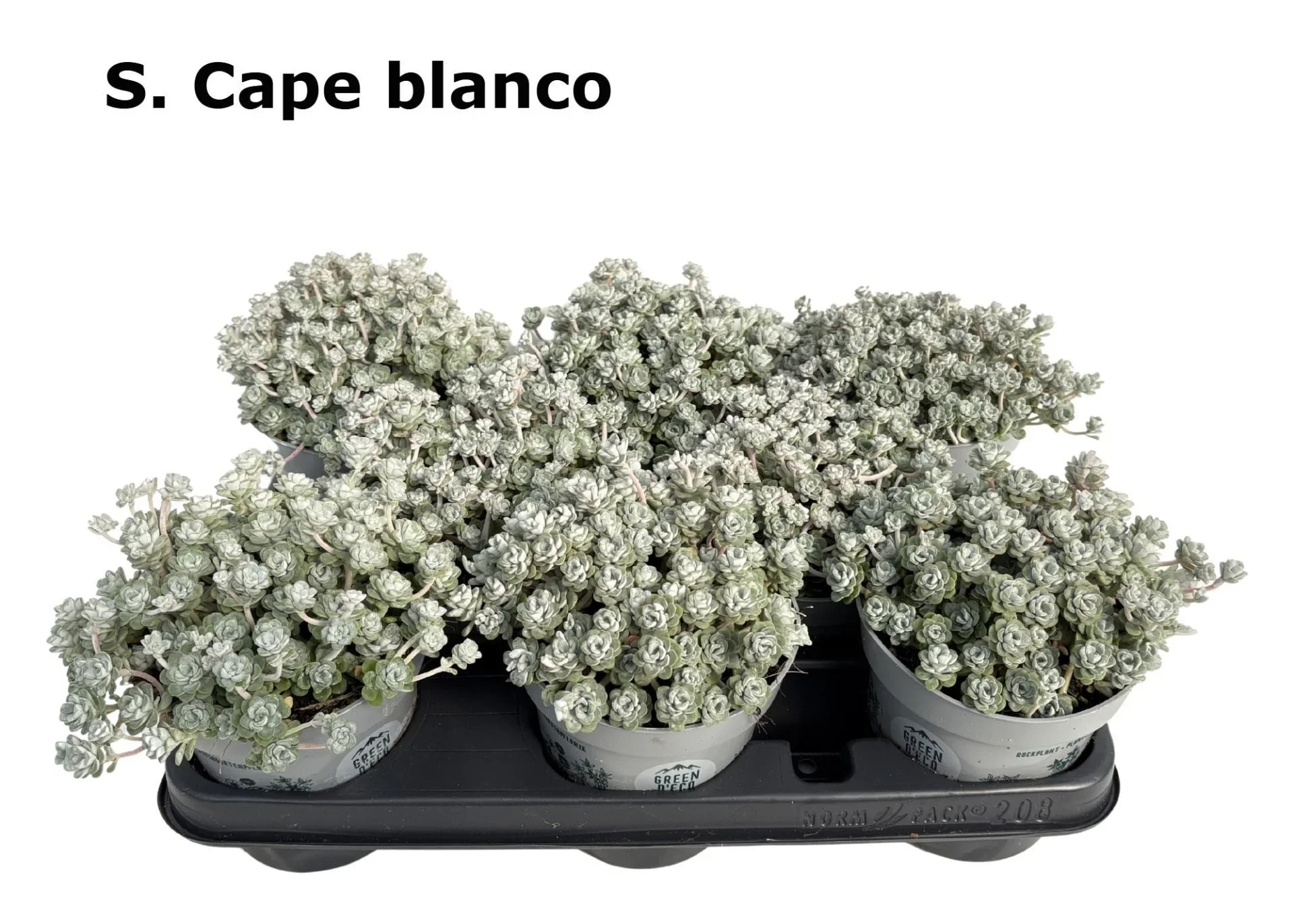 Φωτογραφία προϊόντος: "Σέντουμ" Sedum Spathulifolium Cape Blanco