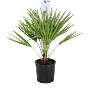 Φωτογραφία προϊόντος: "Χαμαίρωπας" Chamaerops Humilis