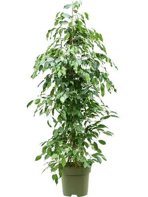 Φωτογραφία προϊόντος: "Φίκος Βενιαμίν" Ficus Benjam. Exotica XXXL