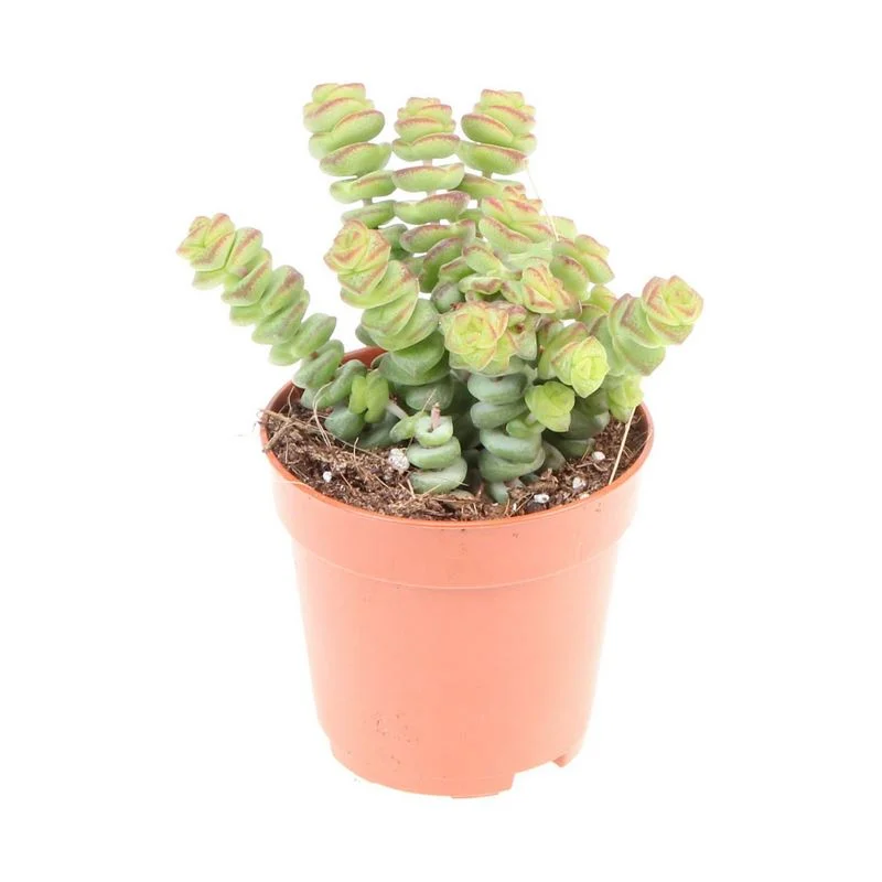 Φωτογραφία προϊόντος: OEM Crassula ''Ηottentot''
