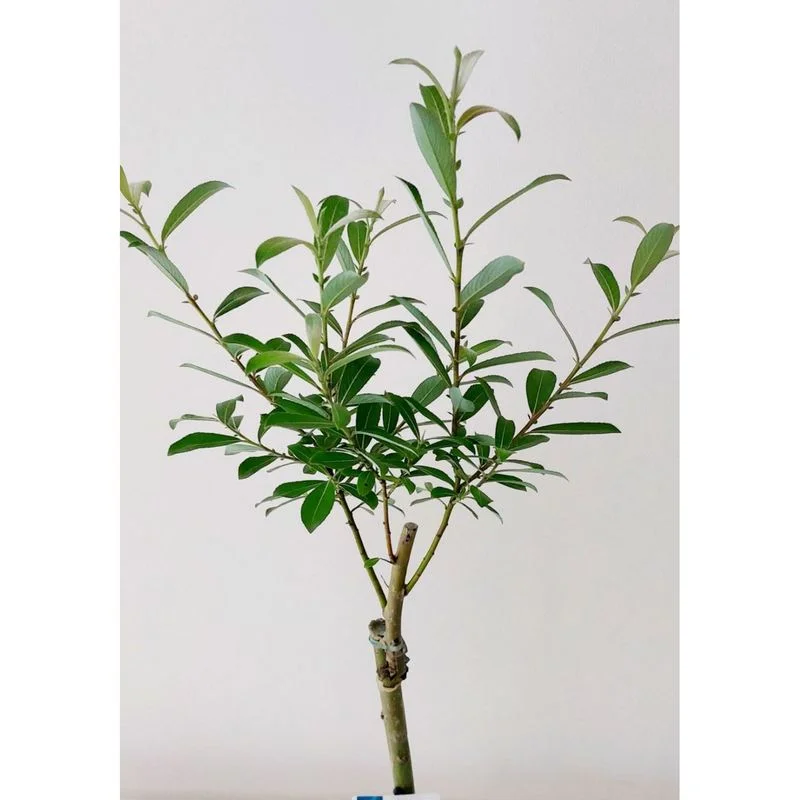 Φωτογραφία προϊόντος: OEM ΣΑΛΙΞ - Salix Gracilistyla 'Mount Aso'