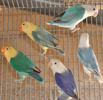 Φωτογραφία προϊόντος: Love birds peach fischer mix col Ζώα