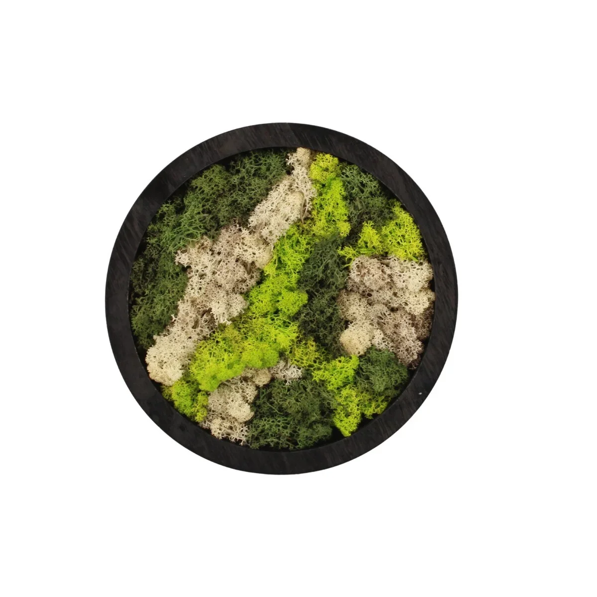 Φωτογραφία προϊόντος: Moss Art arrangement Decoratiegroen ΔΙΑΜΕΤΡΟΣ 27 ΕΚΑΤΟΣΤΑ