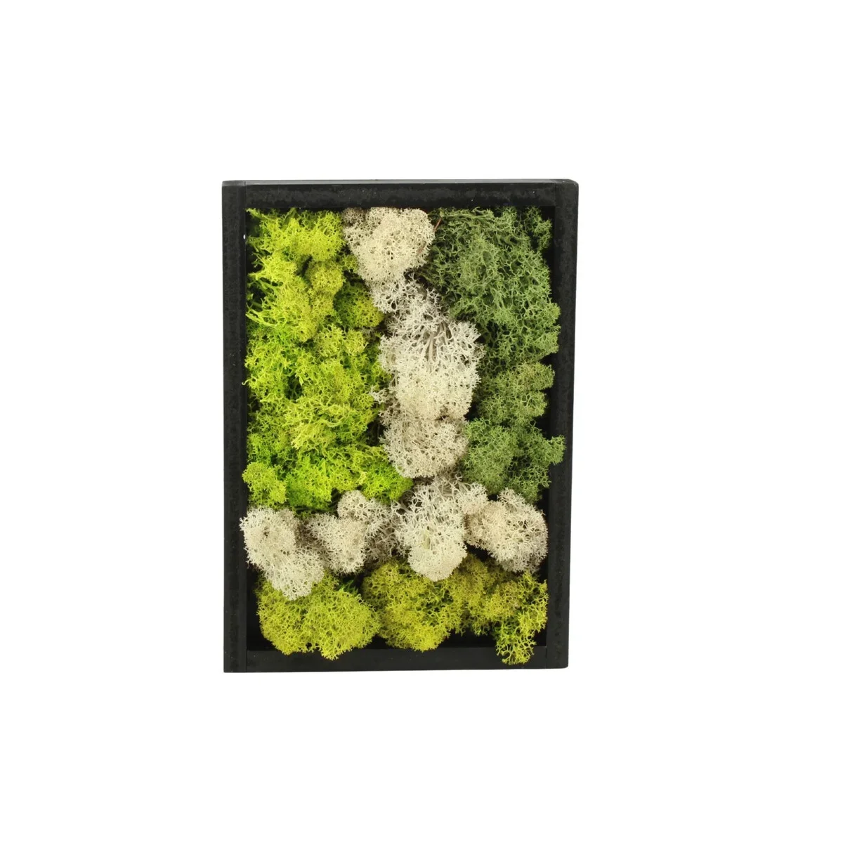Φωτογραφία προϊόντος: Moss Art arrangement Decoratiegroen 24 Χ 17 ΕΚΑΤΟΣΤΑ