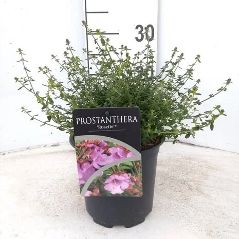 Φωτογραφία προϊόντος: "Προστανθέρα" Prostanthera Rosette® ΑΡΩΜΑΤΙΚΗ