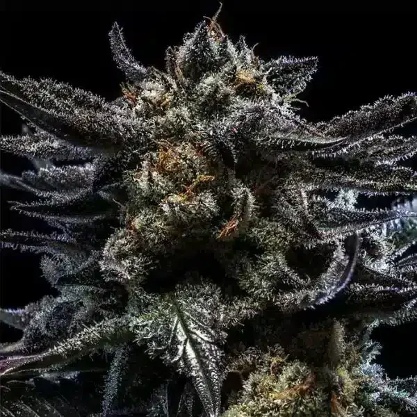 Φωτογραφία προϊόντος: Zombie Kush Auto (Ripper Seeds)