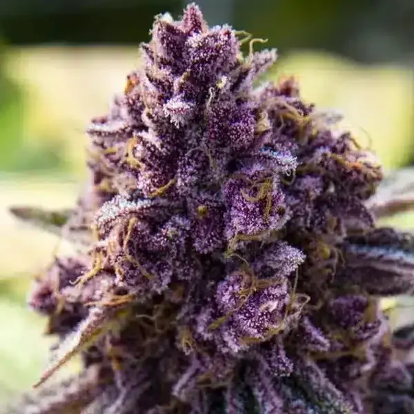 Φωτογραφία προϊόντος: Dankberry (Anesia Seeds)