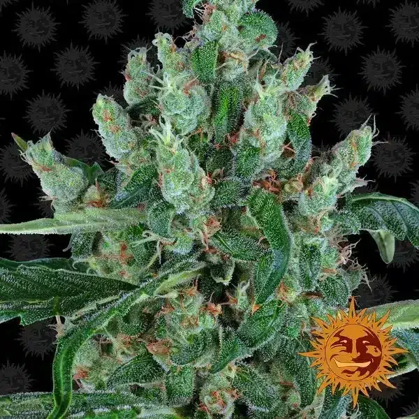 Φωτογραφία προϊόντος: Barney's Farm Laughing Buddha (Barney s Farm)