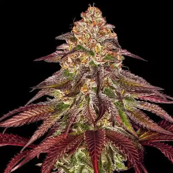 Φωτογραφία προϊόντος: Barney's Farm Mimosa x Orange Punch Auto (Barney s Farm)