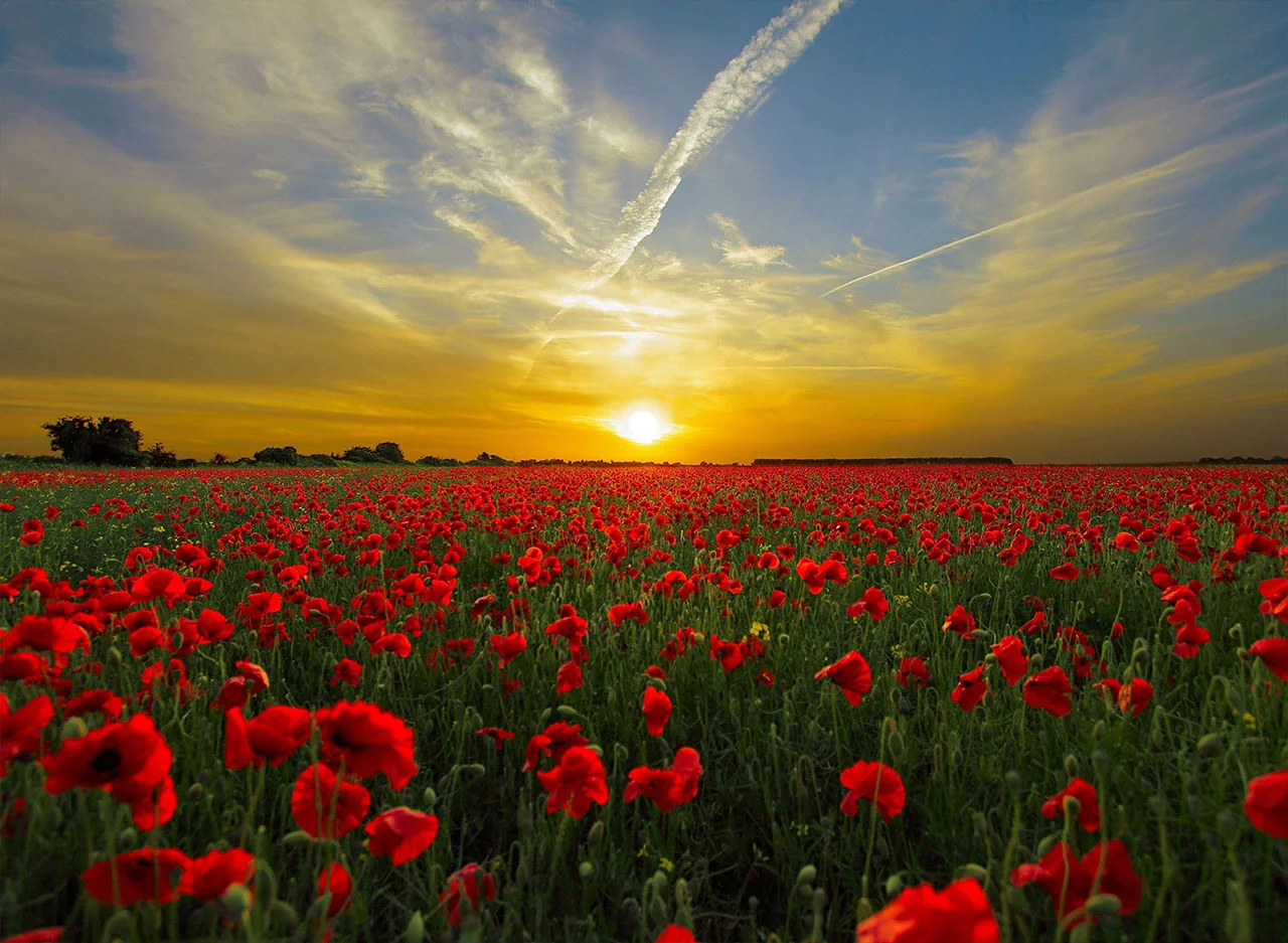 Φωτογραφία προϊόντος: Πίνακας σε καμβά Sunset Field Poppy