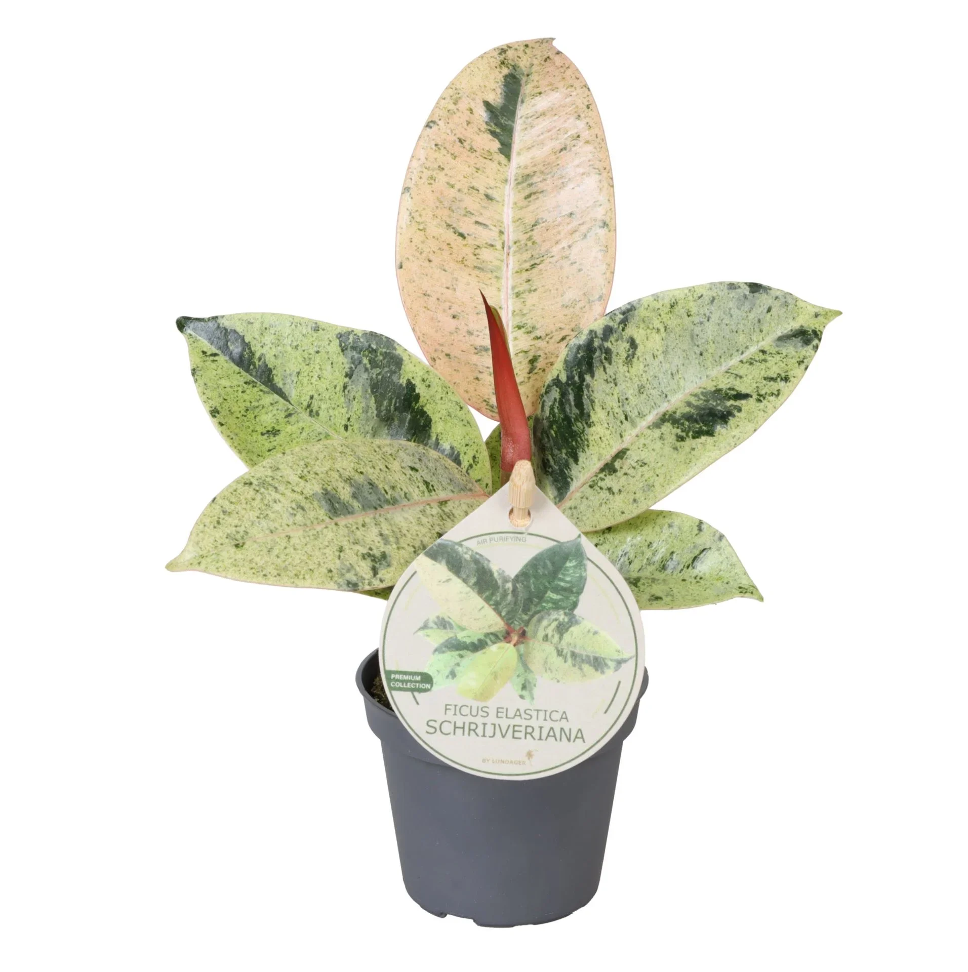 Φωτογραφία προϊόντος: "Φίκος" Ficus elastica Schrijveriana