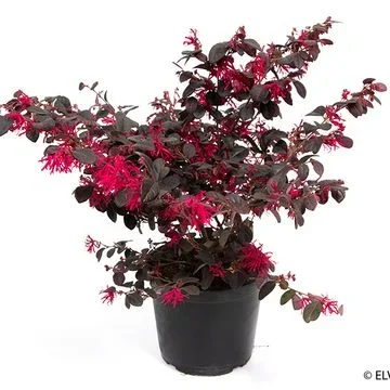 Φωτογραφία προϊόντος: "Λοροπέταλο" Loropetalum Chinensis