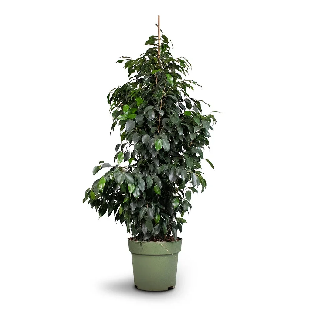 Φωτογραφία προϊόντος: "Φίκος Βενιαμίν" Ficus Benjamina Danielle XXL