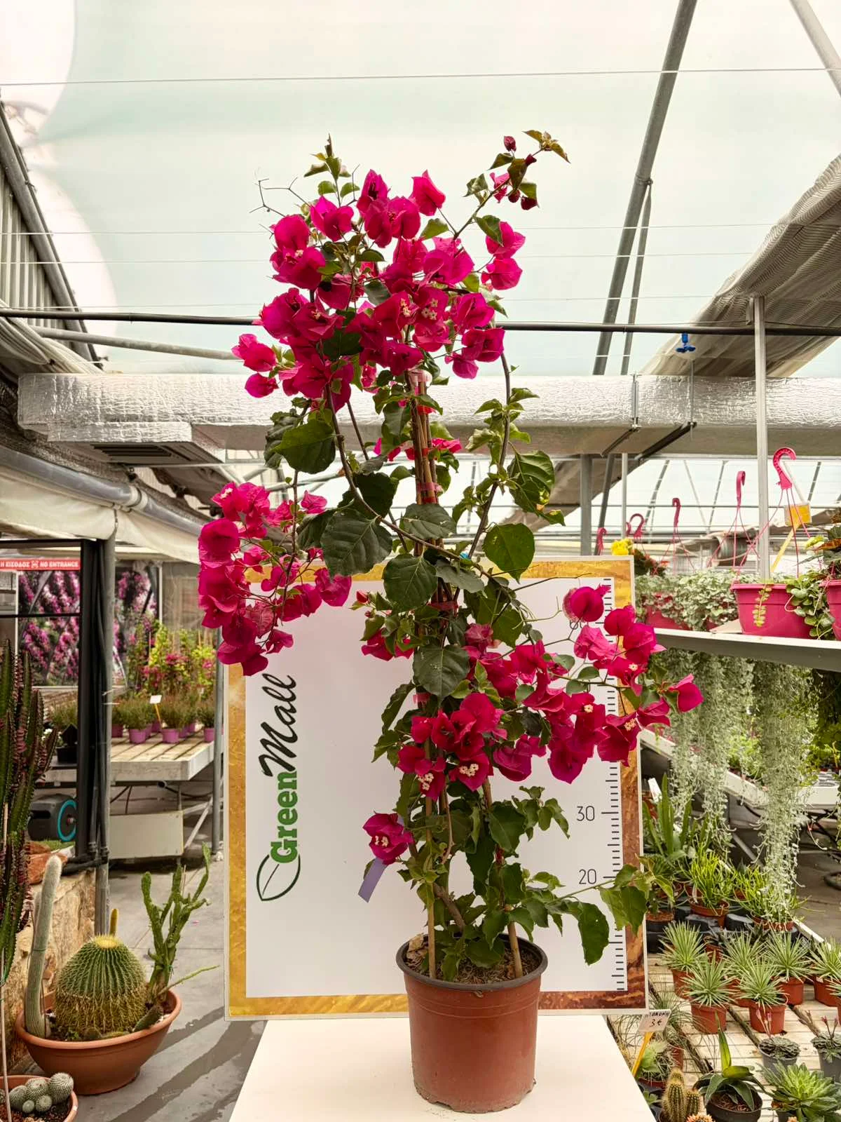 Φωτογραφία προϊόντος: "Βουκαμβίλια" Bougainvillea Dania Bamboo PIRAMIDE colour Fuchsia