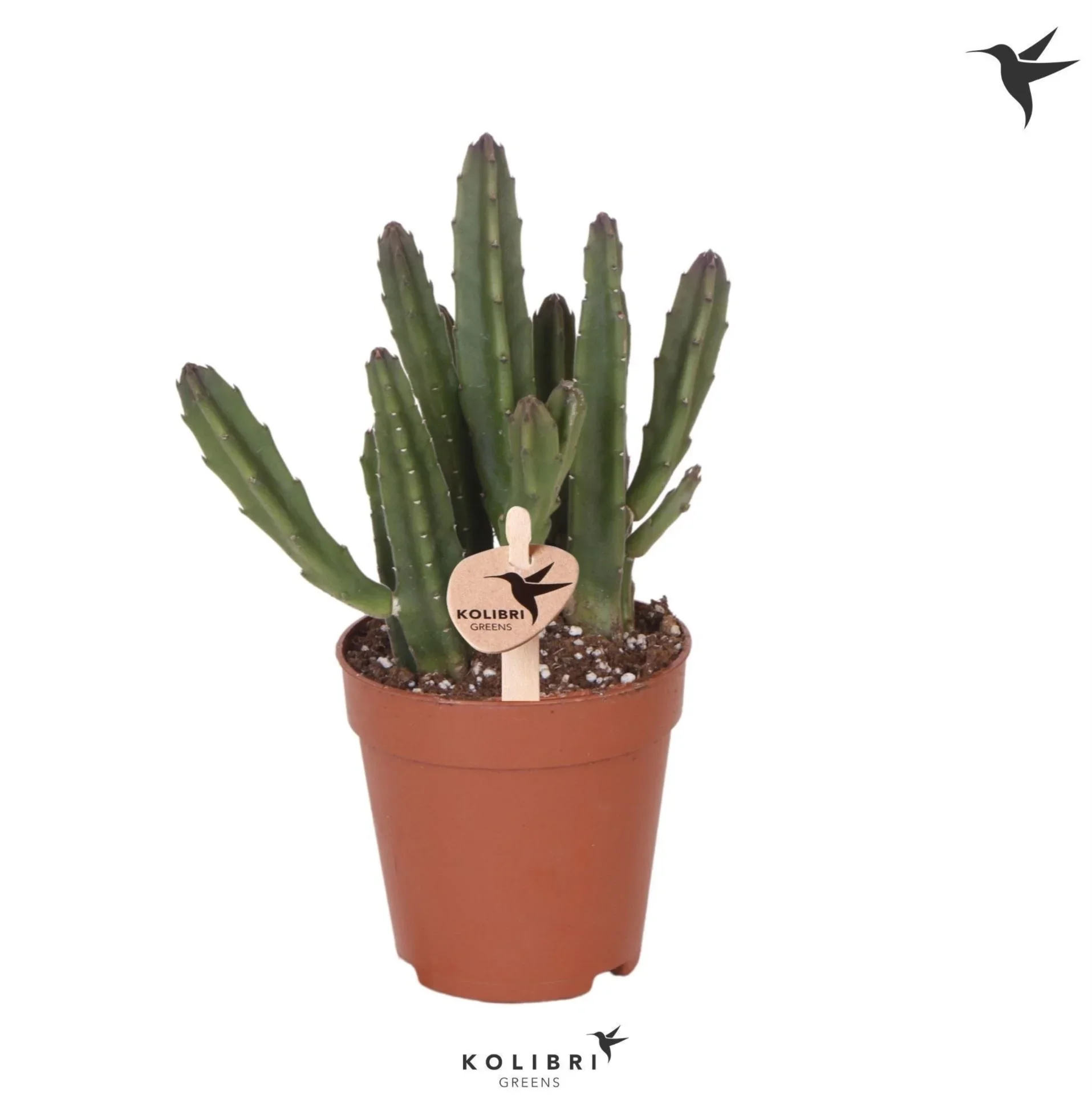 Φωτογραφία προϊόντος: "Σταπέλια" Stapelia Leendertziae