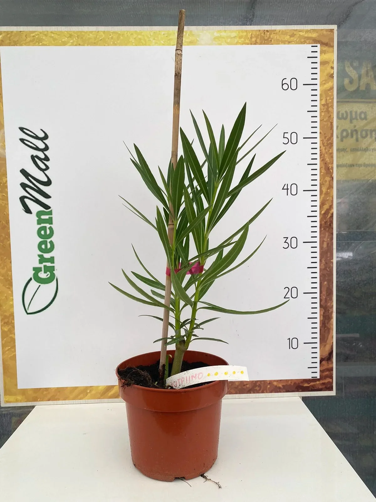 Φωτογραφία προϊόντος: "Πικροδάφνη" Nerium Oleander Luteum Plenum KΙΤΡΙΝΗ