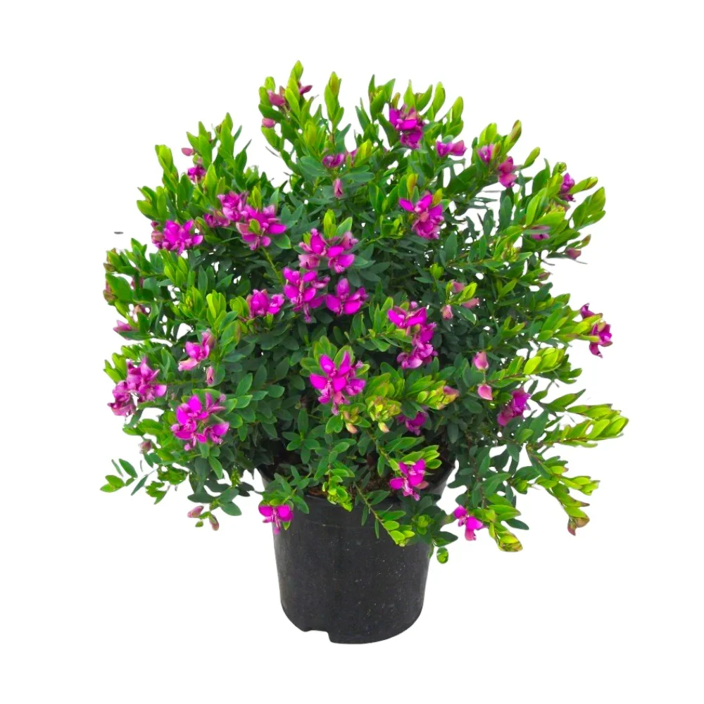 Φωτογραφία προϊόντος: "Πολύγαλα" Polygala Myrtifolia