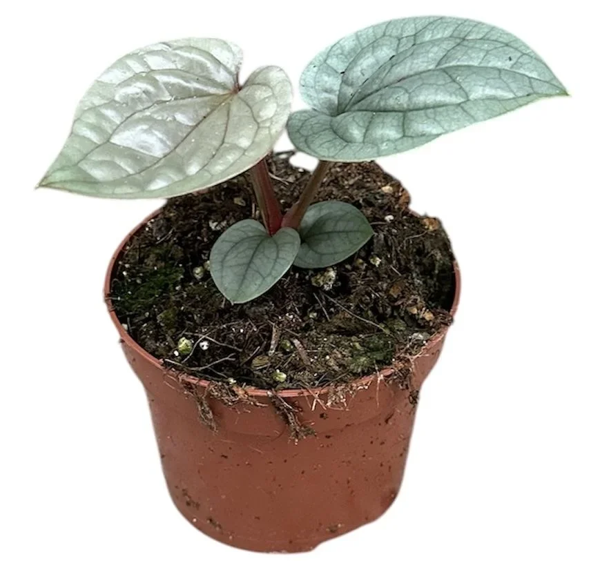 Φωτογραφία προϊόντος: "Ανθούριο" Anthurium Luxurians