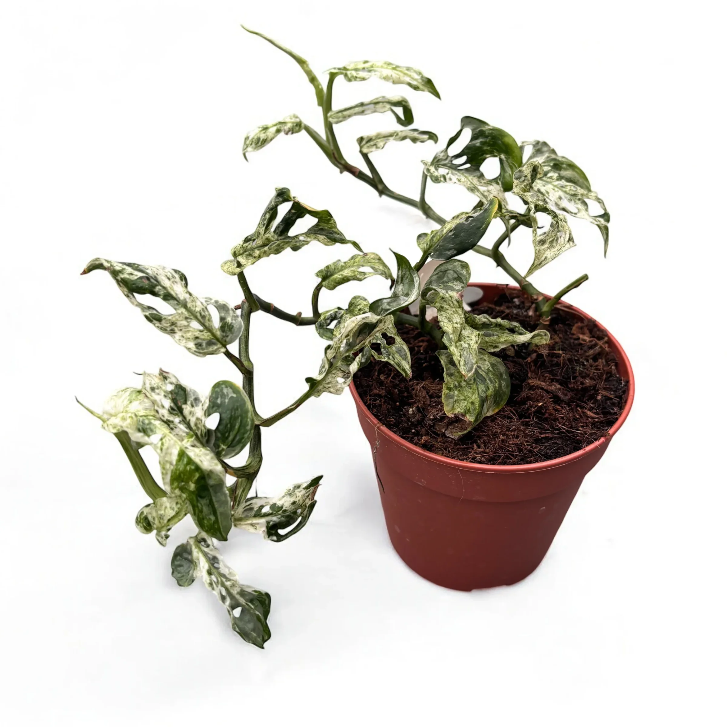 Φωτογραφία προϊόντος: "Μονστέρα" Monstera Frozen Freckles XXL