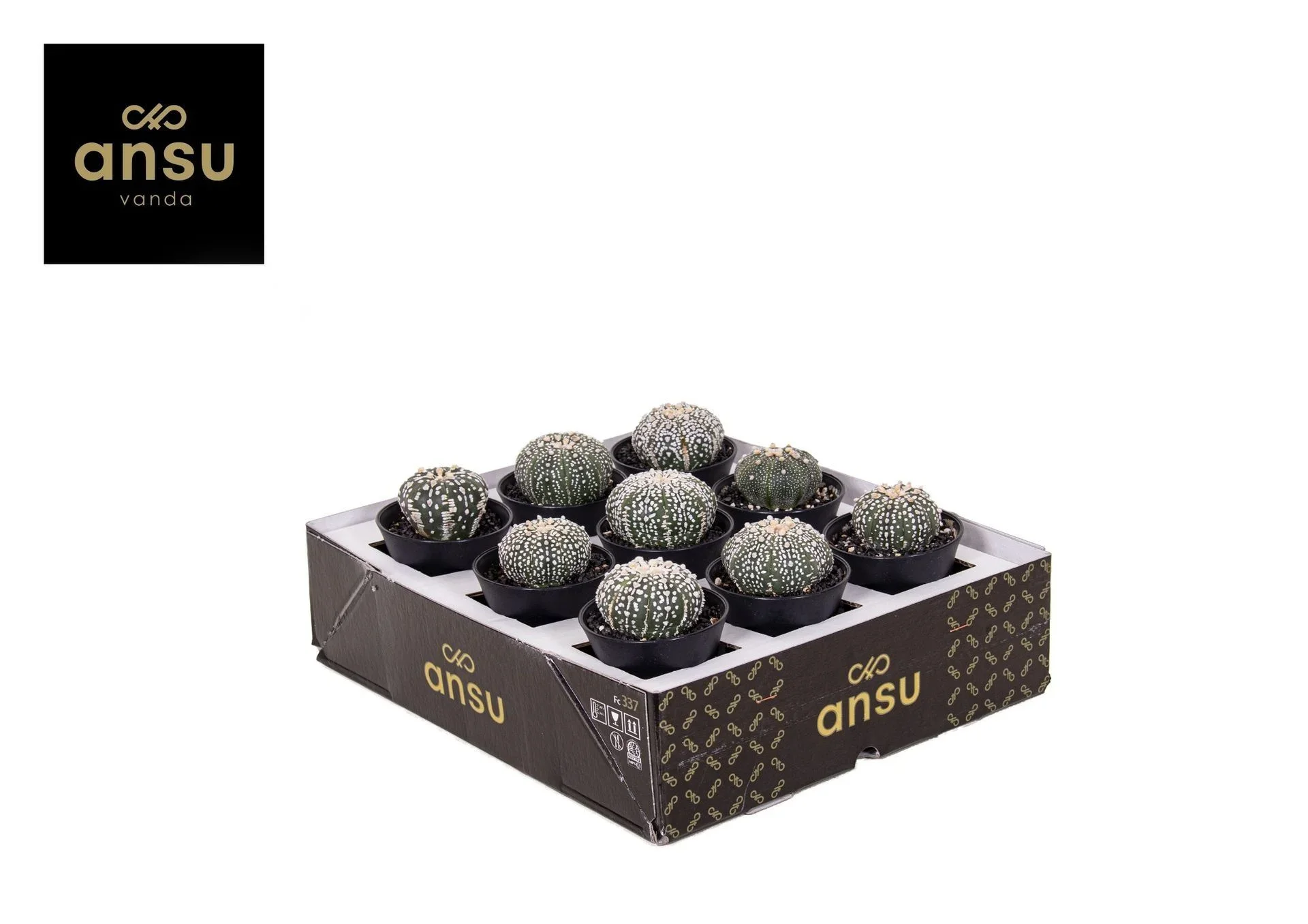 Φωτογραφία προϊόντος: "Αστρόφυτο" Astrophytum Asterias