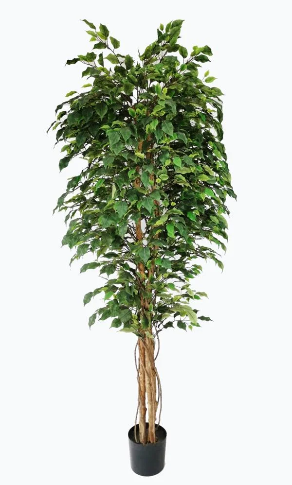 Φωτογραφία προϊόντος: ΟΕΜ FICUS TREE NP230_210_UV ΥΨΟΣ 210cm |